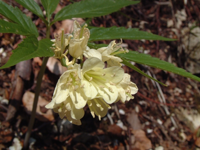 Cardamine enneaphyllos / Dentaria a nove foglie